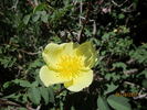 <i>Rosa alabukensis</i> Tkatsch. rose photo