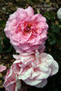 J. Otto Thilow rose photo