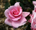 J. Otto Thilow rose photo