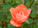 Torch of Liberty rose photo