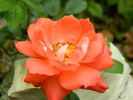 Torch of Liberty rose photo