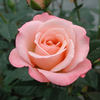 Gem o' the Rockies rose photo
