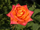 Amber® rose photo