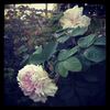 Nova Zembla rose photo