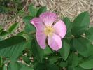 B4102 rose photo