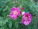 B6901 rose photo