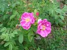B6901 rose photo