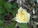 Amazone rose photo