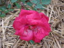 A2201 rose photo