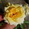 F5-01 rose photo