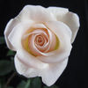 Ambiance ™ rose photo