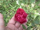 Bella di Monza rose photo