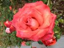 Léonidas rose photo