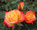 Rainbow's End, Cl. rose photo