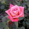 Seattle Scentsation ™ rose photo