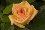 Sunswept ™ rose photo