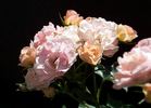 Sequoia Ballet rose photo