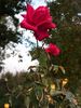 Parel van Aalsmeer rose photo