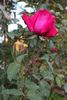 Parel van Aalsmeer rose photo