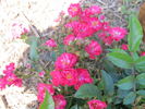 Dopey rose photo