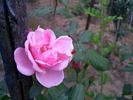 Anneke Doorenbos rose photo