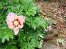 Athena peony photo