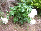Amalia Olson peony photo