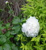 Amalia Olson peony photo