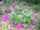 Cuckoos Nest peony photo