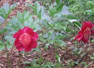 Cuckoos Nest peony photo