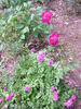 Cuckoos Nest peony photo
