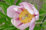 Firelight peony photo