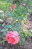 Waanrode rose photo