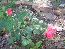 Waanrode rose photo