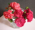 Rosenwunder von Schloss Hexenagger rose photo