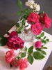 Rosenprinzessin rose photo
