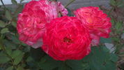 Barbara rose photo