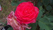 Barbara rose photo