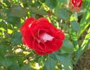 Blastoff ™ rose photo