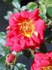 BR5-04 rose photo