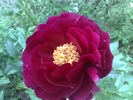 Illini Belle peony photo