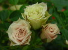 Green Diamond rose photo
