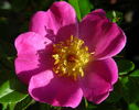 Commander Gillette rose photo