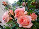Prestige de Lyon rose photo