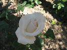 Puritas rose photo