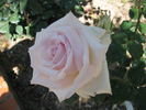 Puritas rose photo