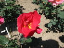 Saffo rose photo