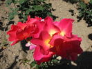 Saffo rose photo