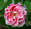 The Dahlia Rose rose photo