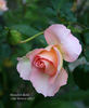 Meredith Bohls rose photo